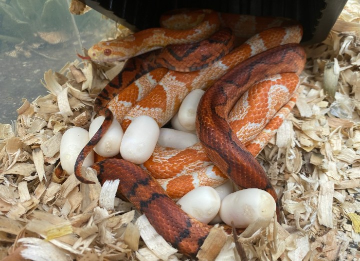 Aztec Corn Snakes